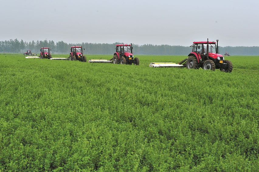 库伦旗牧草销售与种植 畜牧渔业饲料产业链的优化与发展