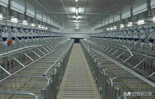 打出组合拳，酒泉市多措并举促生猪稳产保供，助力畜牧渔业饲料销售稳健发展