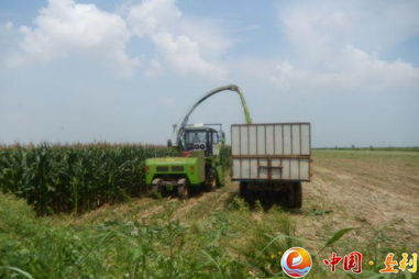 多措并举备足“冬粮” 县畜牧局积极推进青贮饲料储备与销售工作