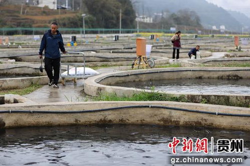 鲟鱼跃动务川溪 产业兴旺促振兴——看务川如何以特色养殖与配套服务激活乡村经济
