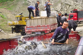 三板溪库区码头 渔业与饲料销售的双重繁荣